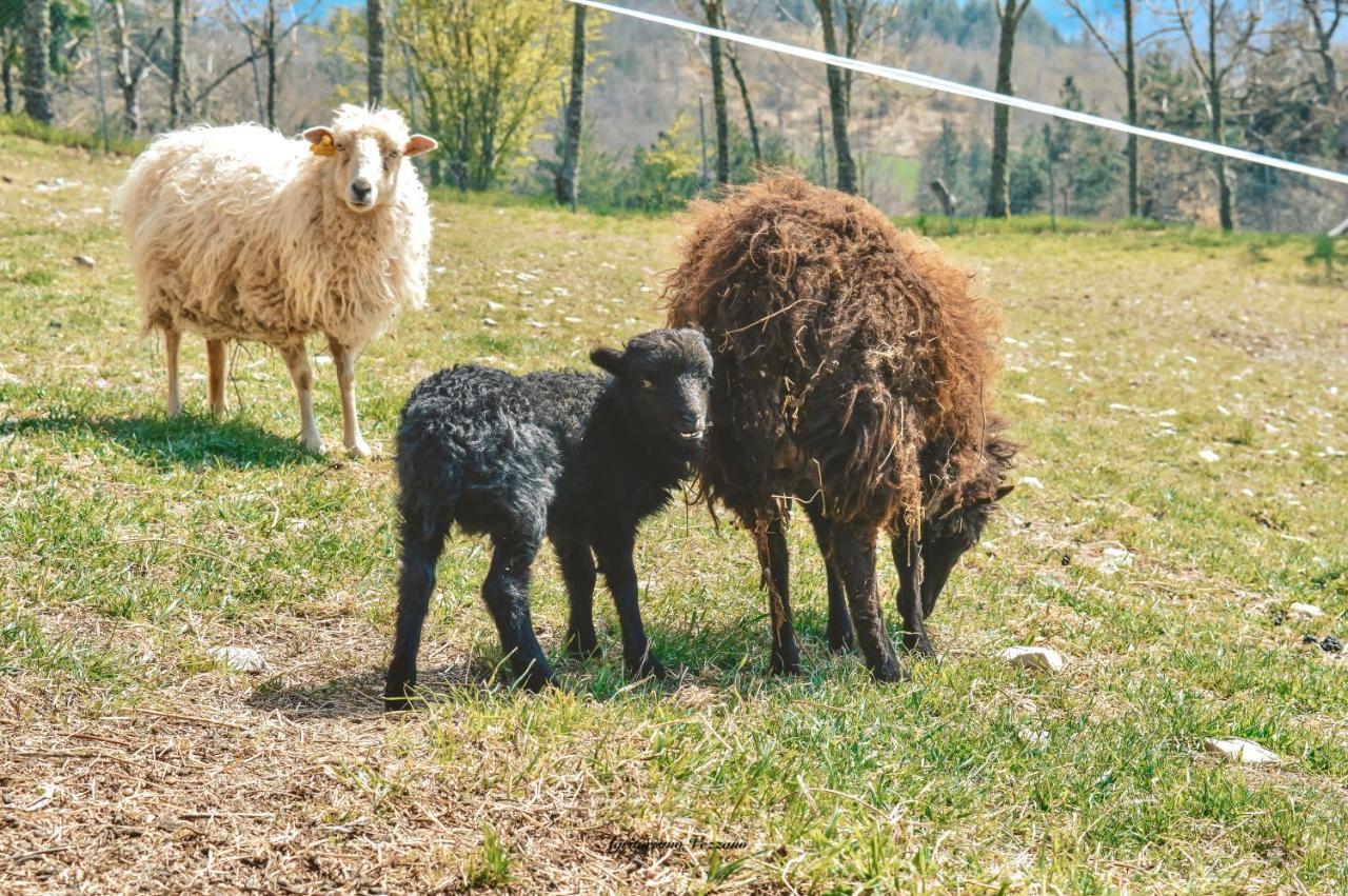 Agriturismo Vezzano Chiusi della Verna Luaran gambar
